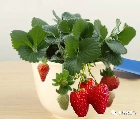 盆栽草莓种植方法图解