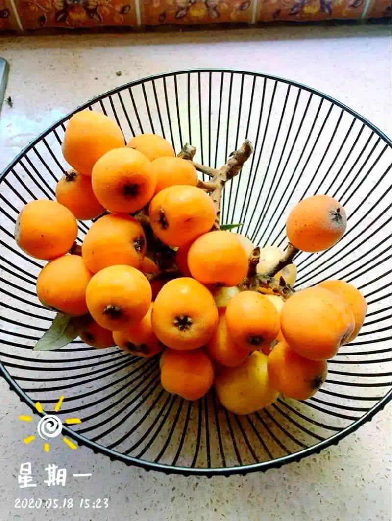 各种果树种植时间大全