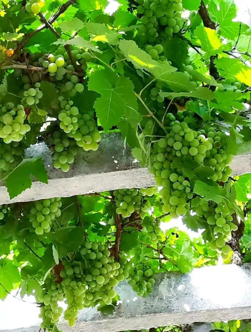 各种果树种植时间大全