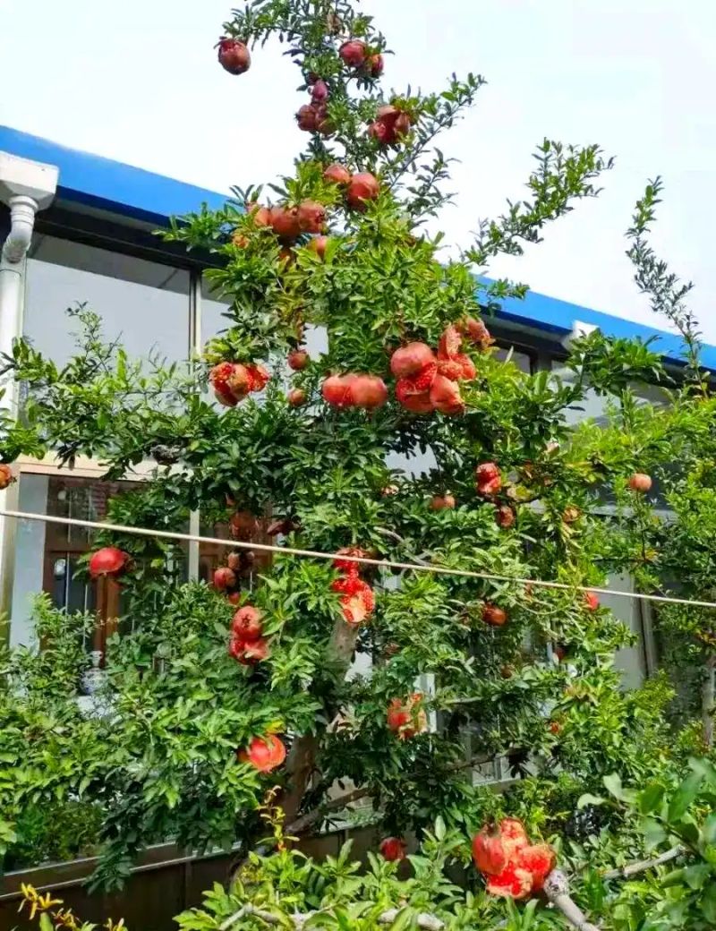 各种果树种植时间大全