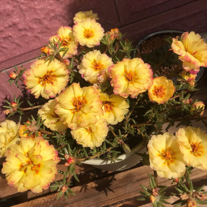 太阳花怎么种植方法