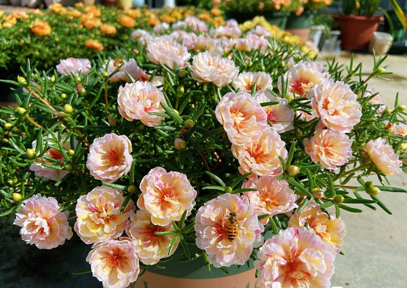 太阳花怎么种植方法