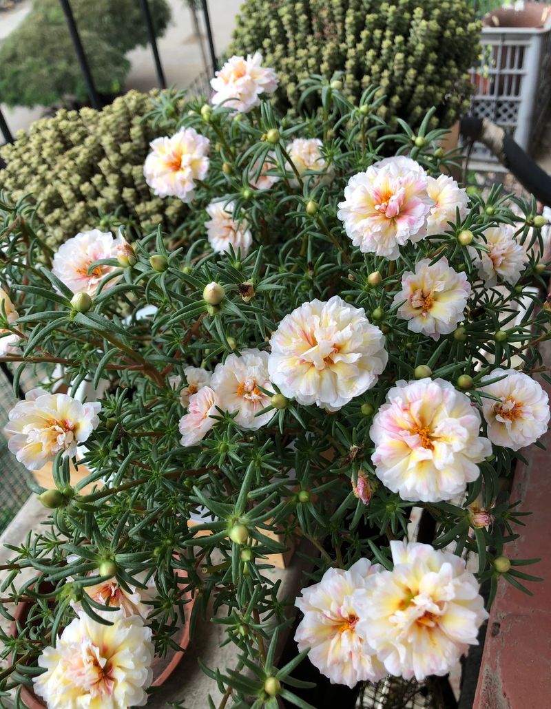 太阳花怎么种植方法