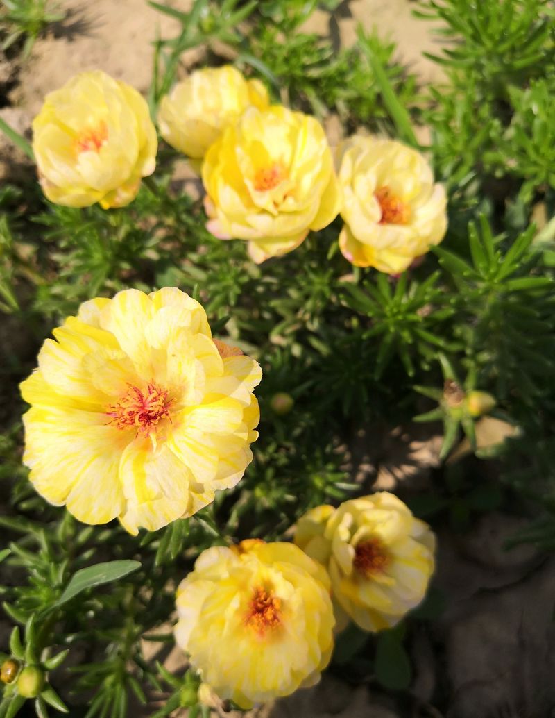 太阳花怎么种植方法