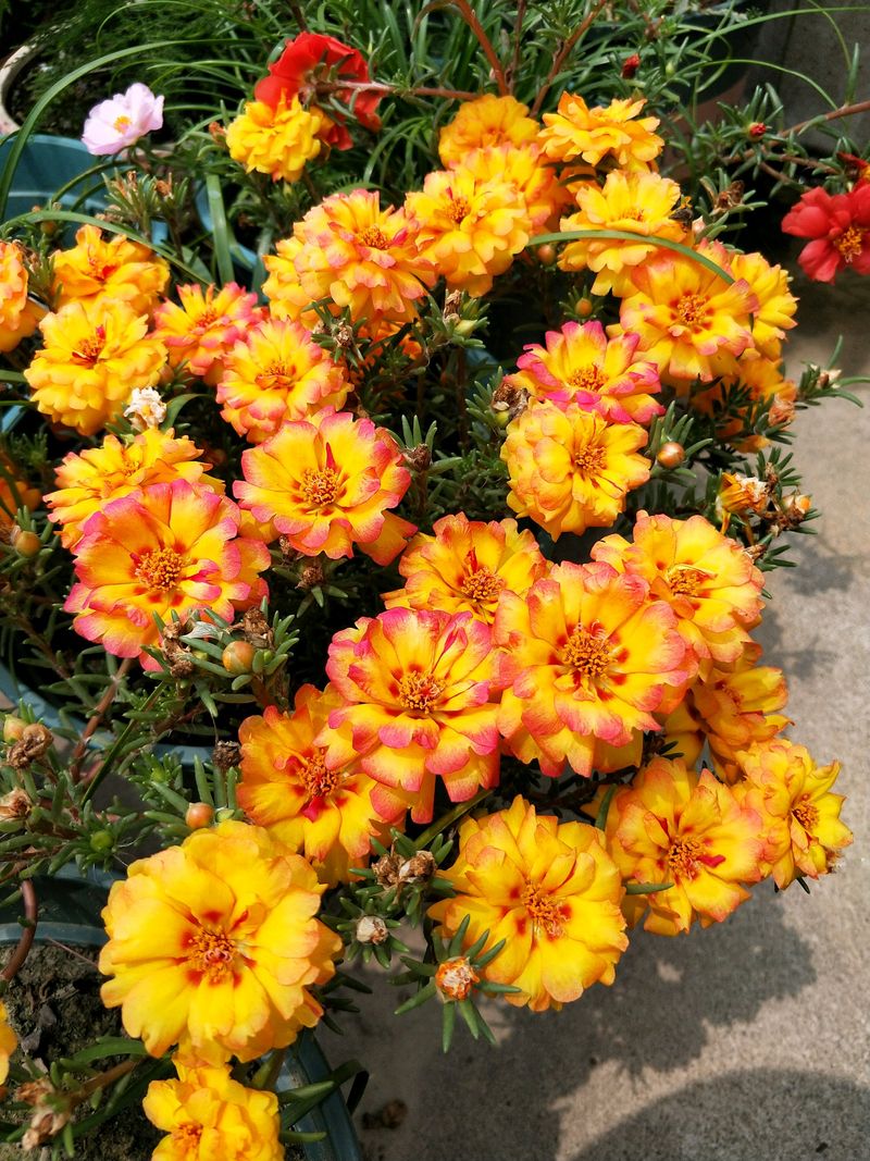 太阳花怎么种植方法