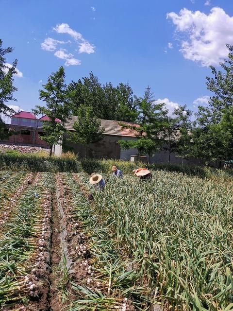 大田蒜苗高产种植技术
