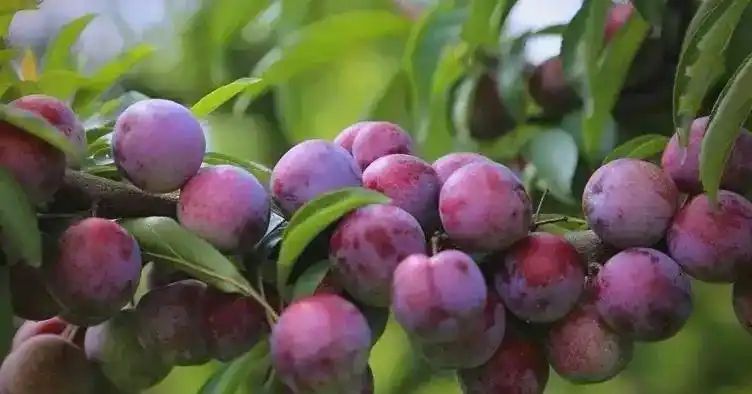 各种果树种植时间大全