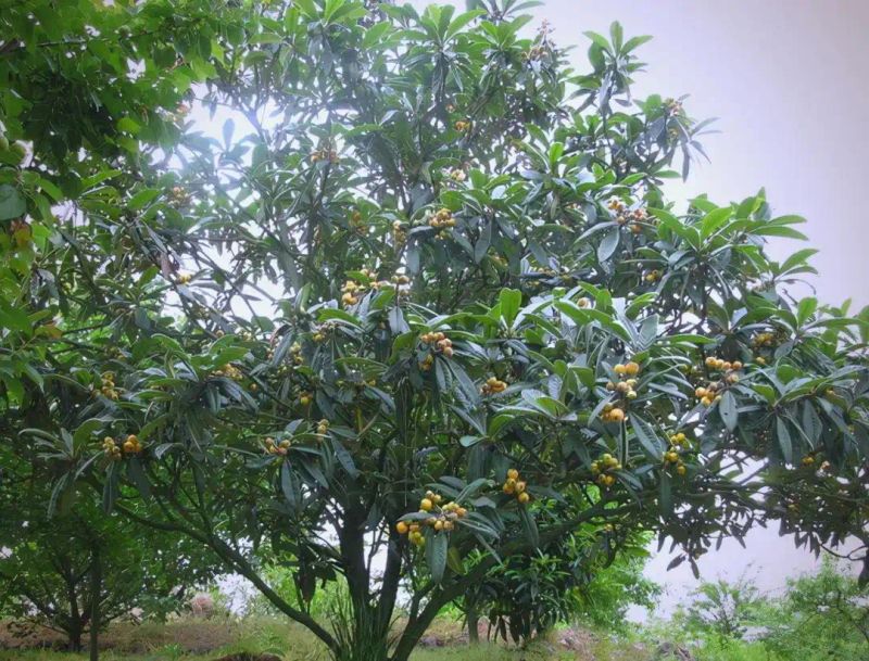 各种果树种植时间大全
