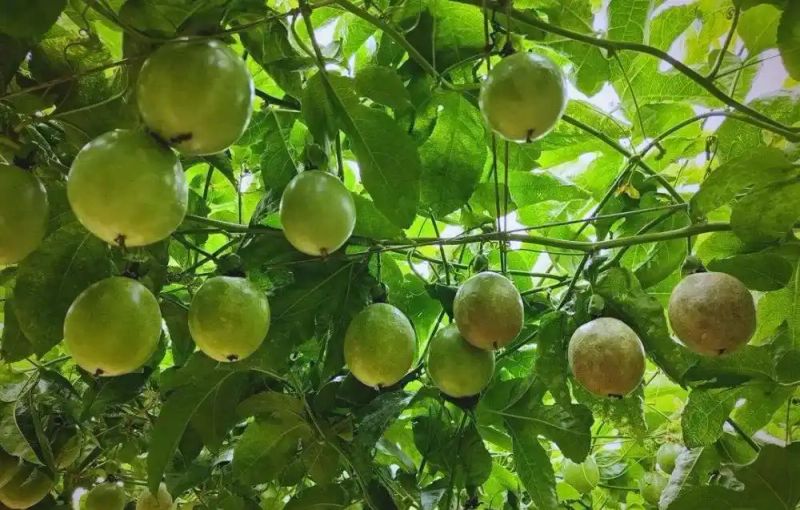 各种果树种植时间大全