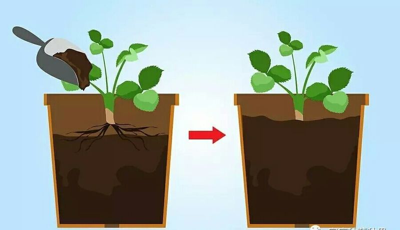 盆栽草莓种植方法图解