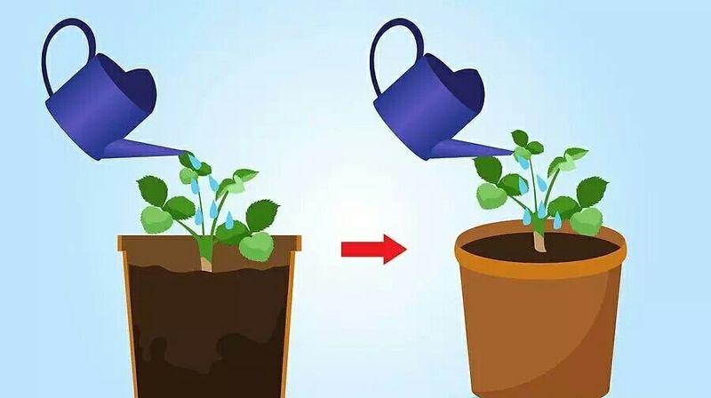 盆栽草莓种植方法图解