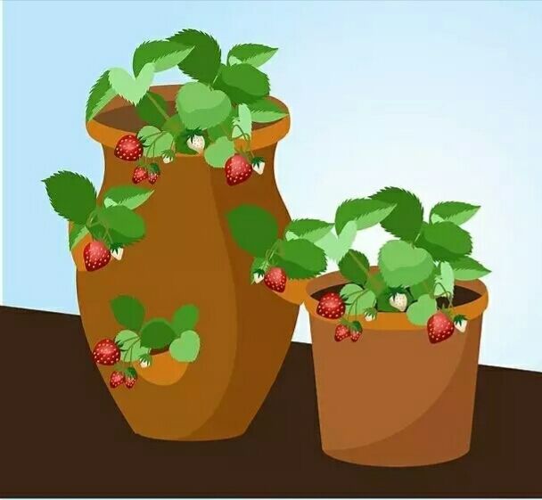 盆栽草莓种植方法图解