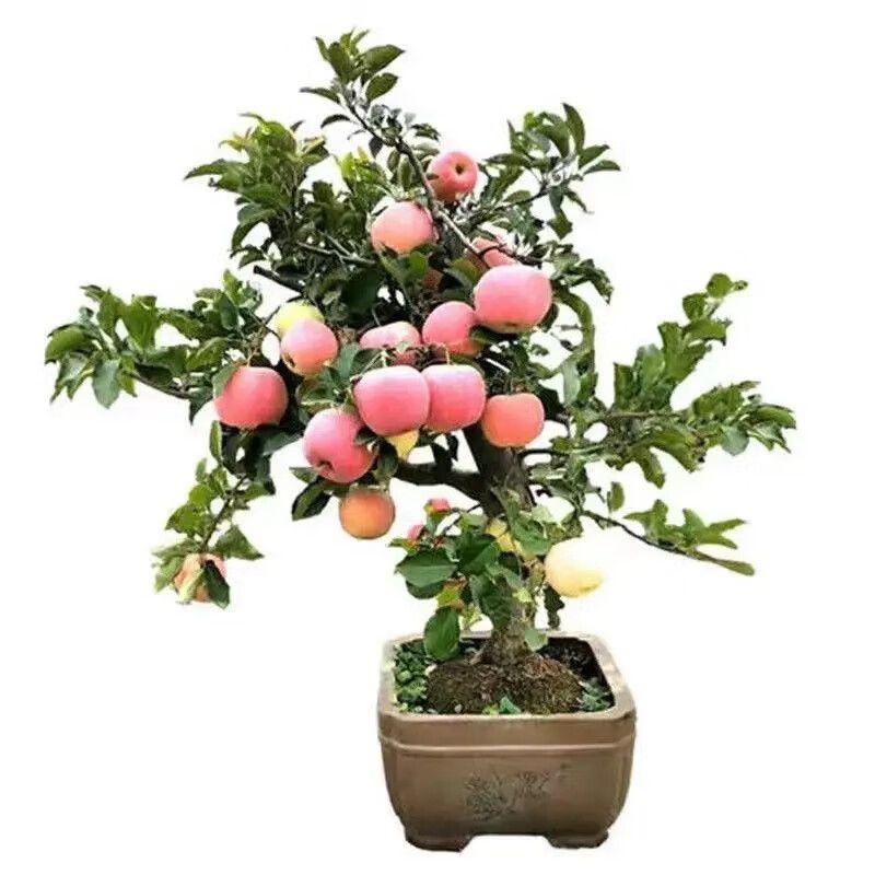 各种果树种植时间大全