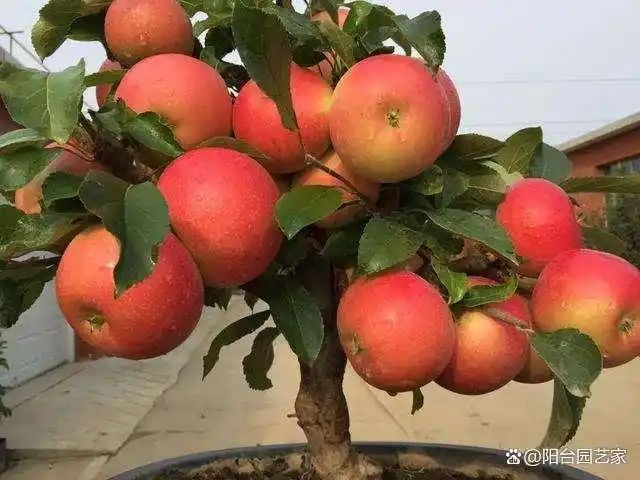 各种果树种植时间大全