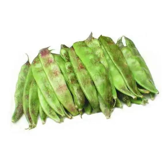 豇豆种植技术