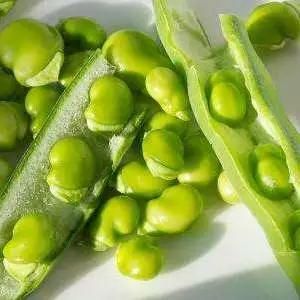 豇豆种植技术