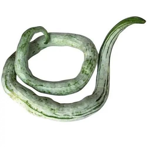 豇豆种植技术