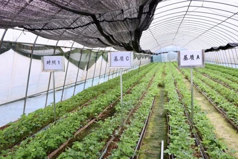 草莓种植技术及日常管理