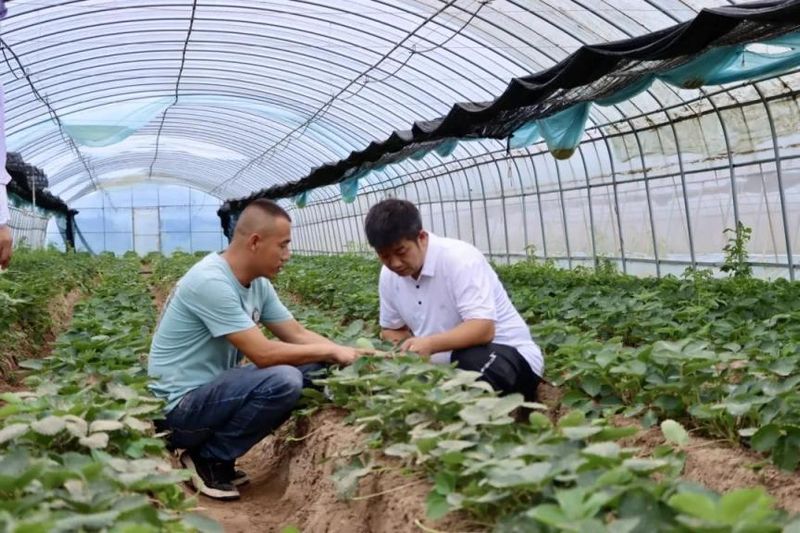 草莓种植技术及日常管理