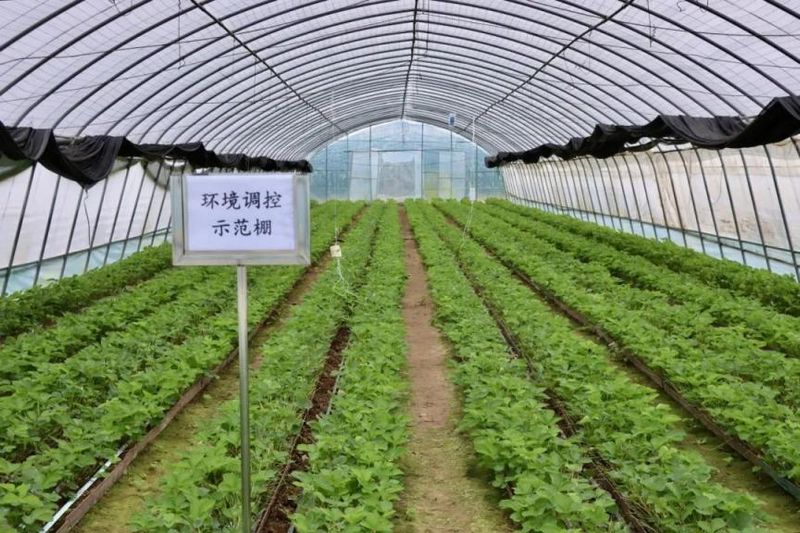 草莓种植技术及日常管理