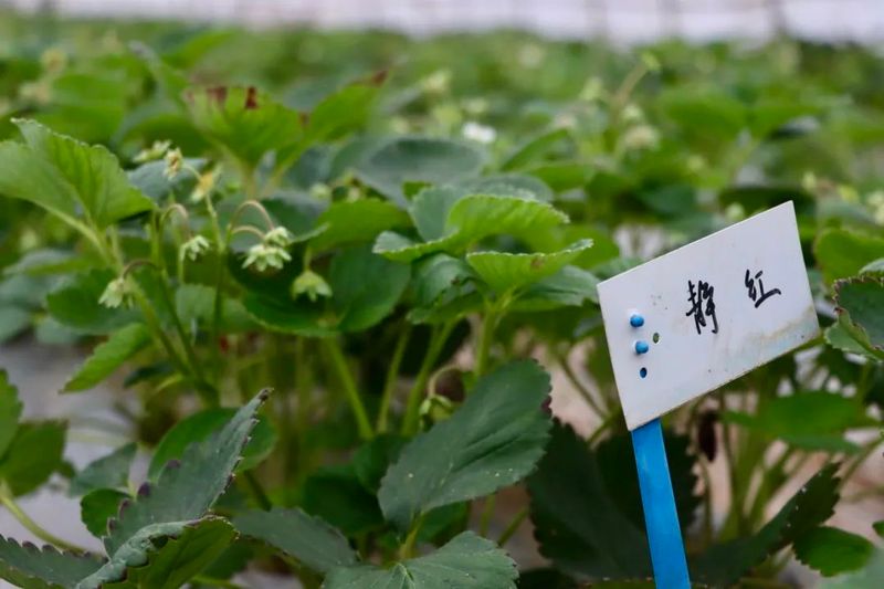草莓种植技术及日常管理