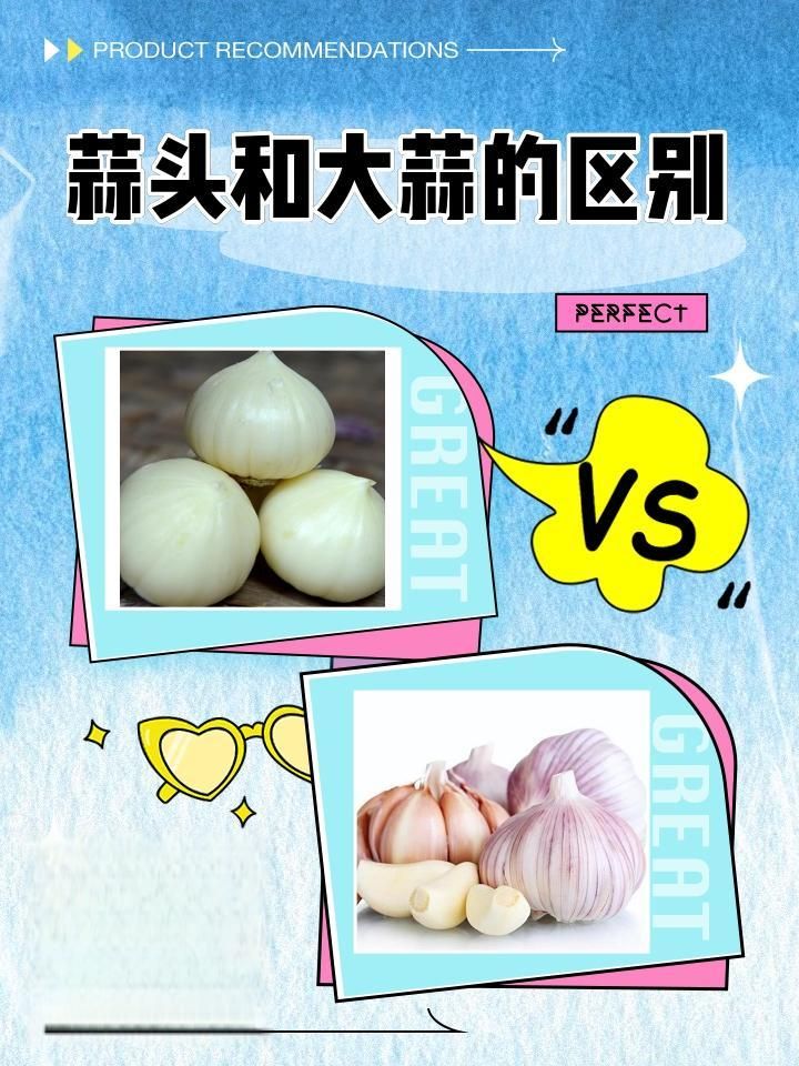大田蒜苗高产种植技术