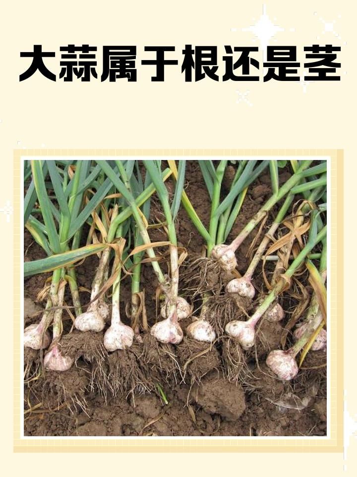 大田蒜苗高产种植技术