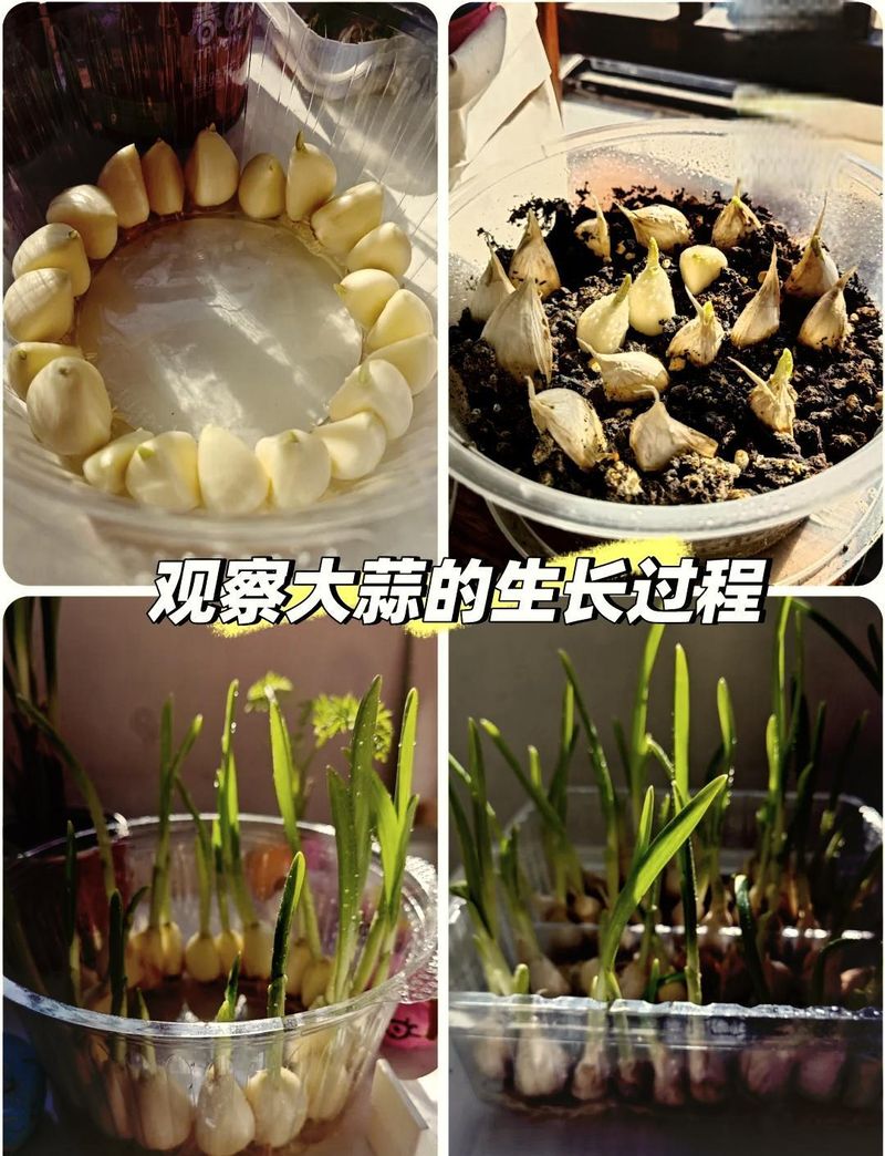 大田蒜苗高产种植技术