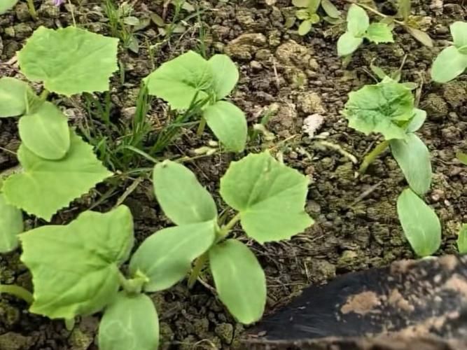 翠玉黄瓜种植方法