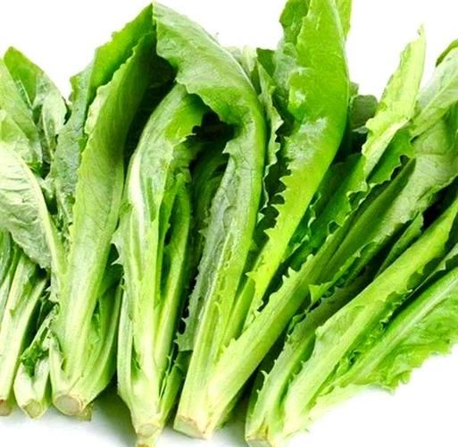 油麦菜种植方法