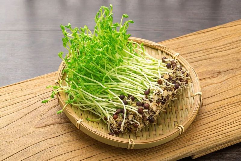 香椿苗的种植技术