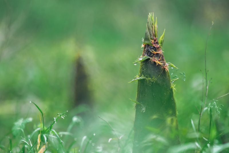 香椿苗的种植技术