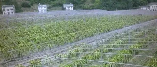 火龙果大棚种植技术
