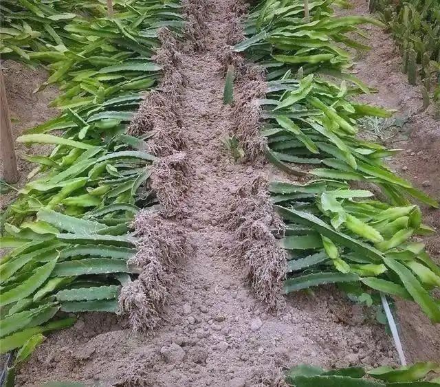 火龙果大棚种植技术