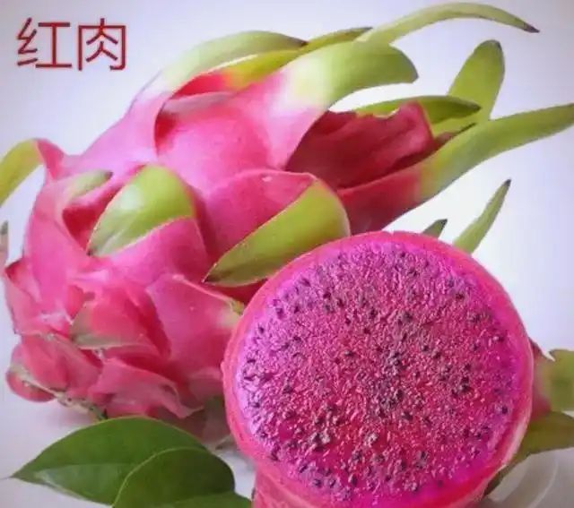 火龙果大棚种植技术
