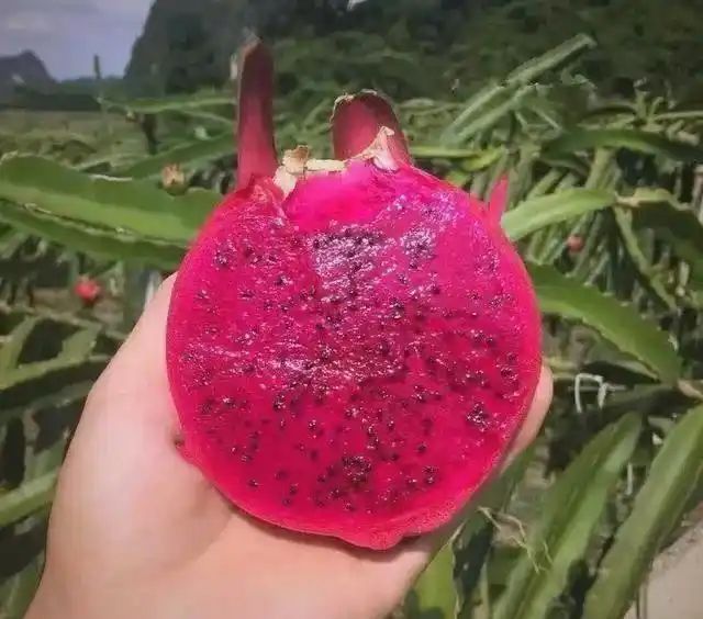 火龙果大棚种植技术