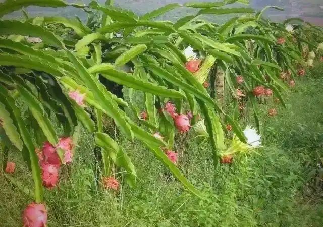 火龙果大棚种植技术