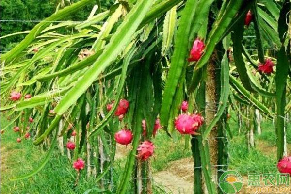 火龙果大棚种植技术