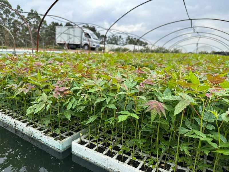 香椿苗的种植技术