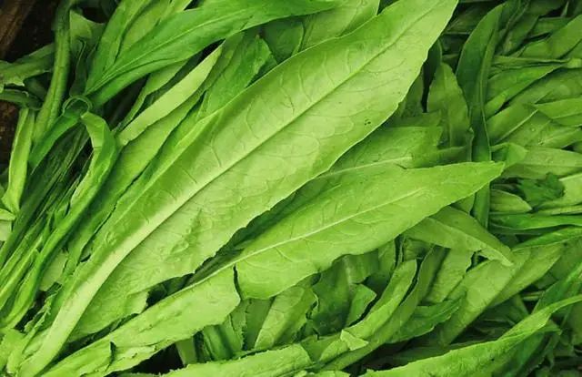 油麦菜种植方法