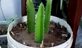 火龙果大棚种植技术