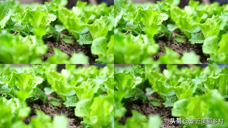 大葱的种植时间和方法