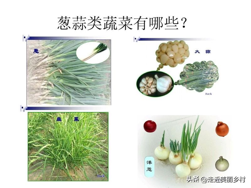 大葱的种植时间和方法