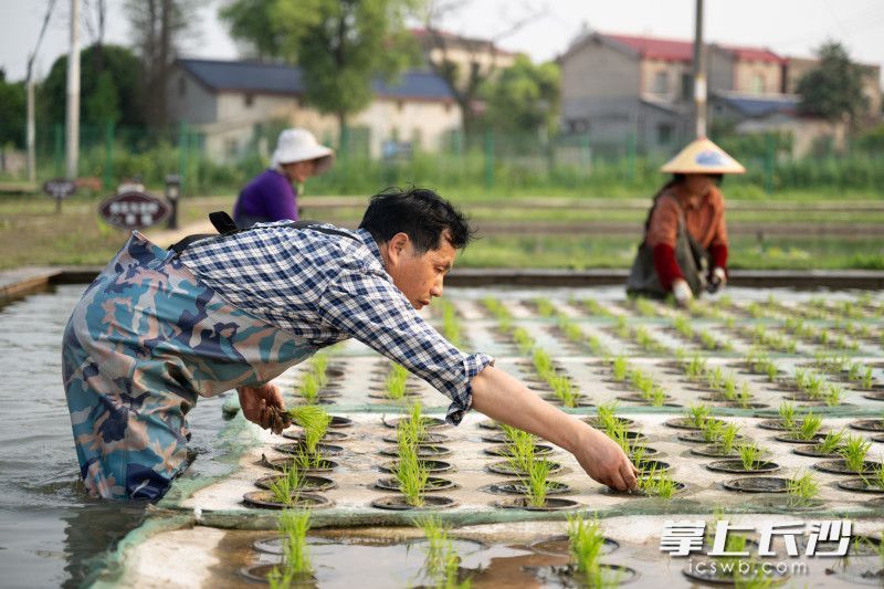 无公害水稻种植技术