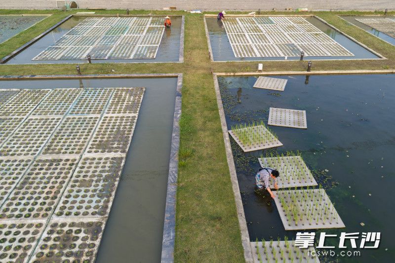 无公害水稻种植技术
