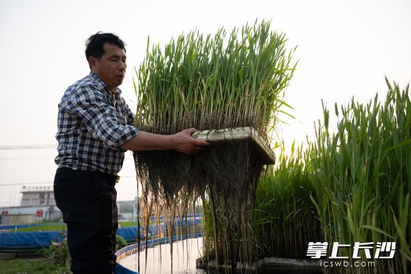 无公害水稻种植技术