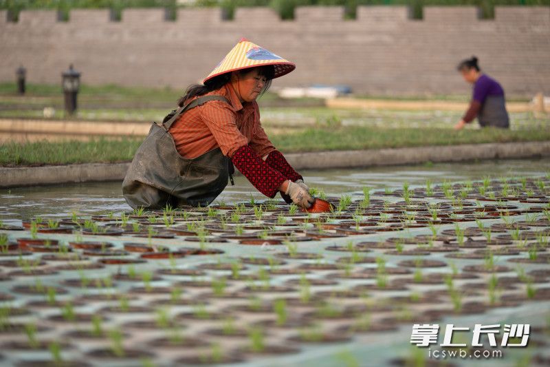 无公害水稻种植技术