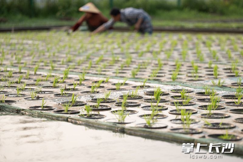 无公害水稻种植技术