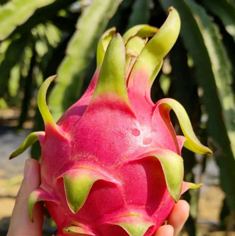 火龙果大棚种植技术