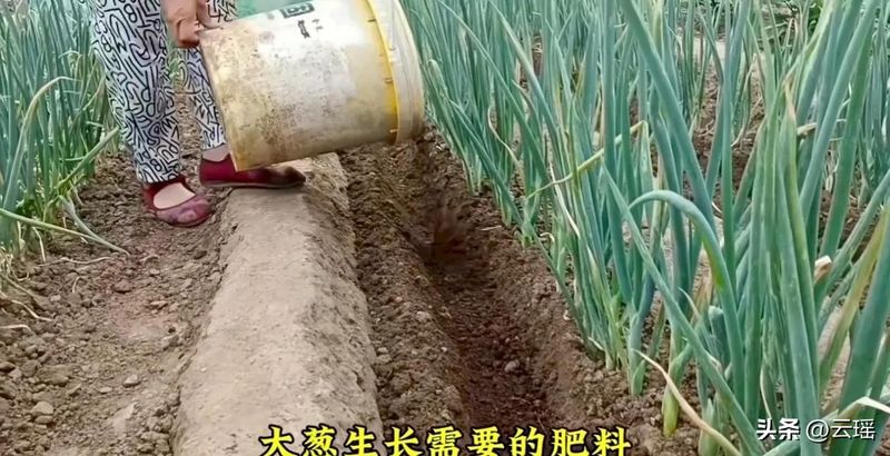 大葱的种植时间和方法